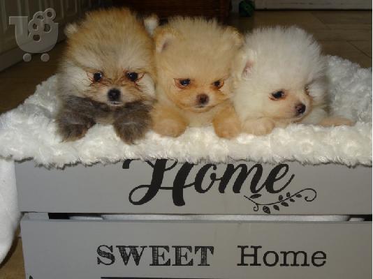 3 Χαριτωμένα Pomeranian κουτάβια να δώσει μακριά αμέσως....